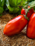 San Marzano