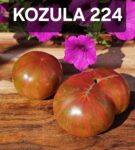Kozula 224
