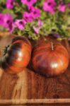 Rebel Starfighter Dippers Delight Dwarf Tomato