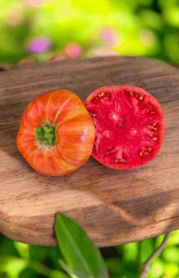 Cherokee Tiger Red