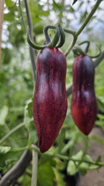 Gourmet plum antho